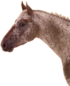 appaloosa2.gif