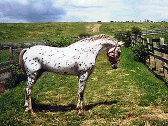 araappaloosa_p.jpg